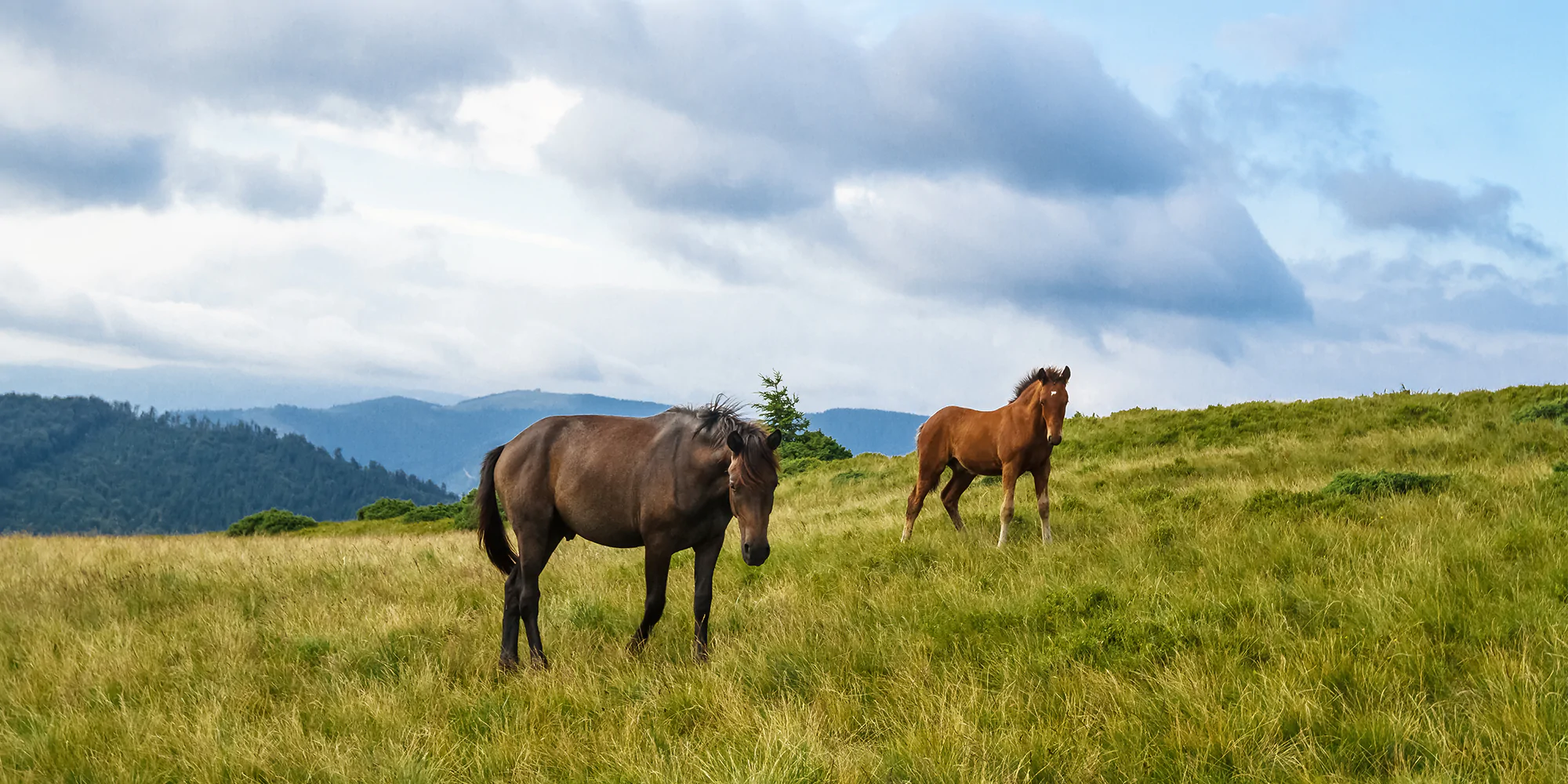 Horse Farm