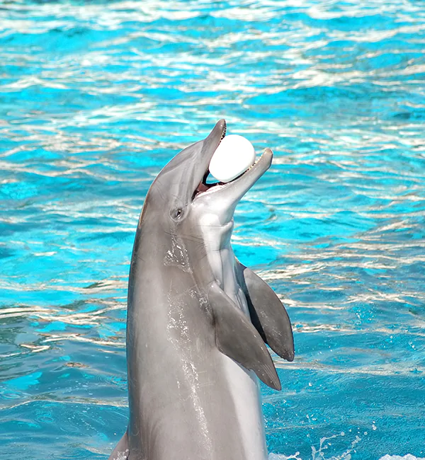  Antalya Dolphin Show