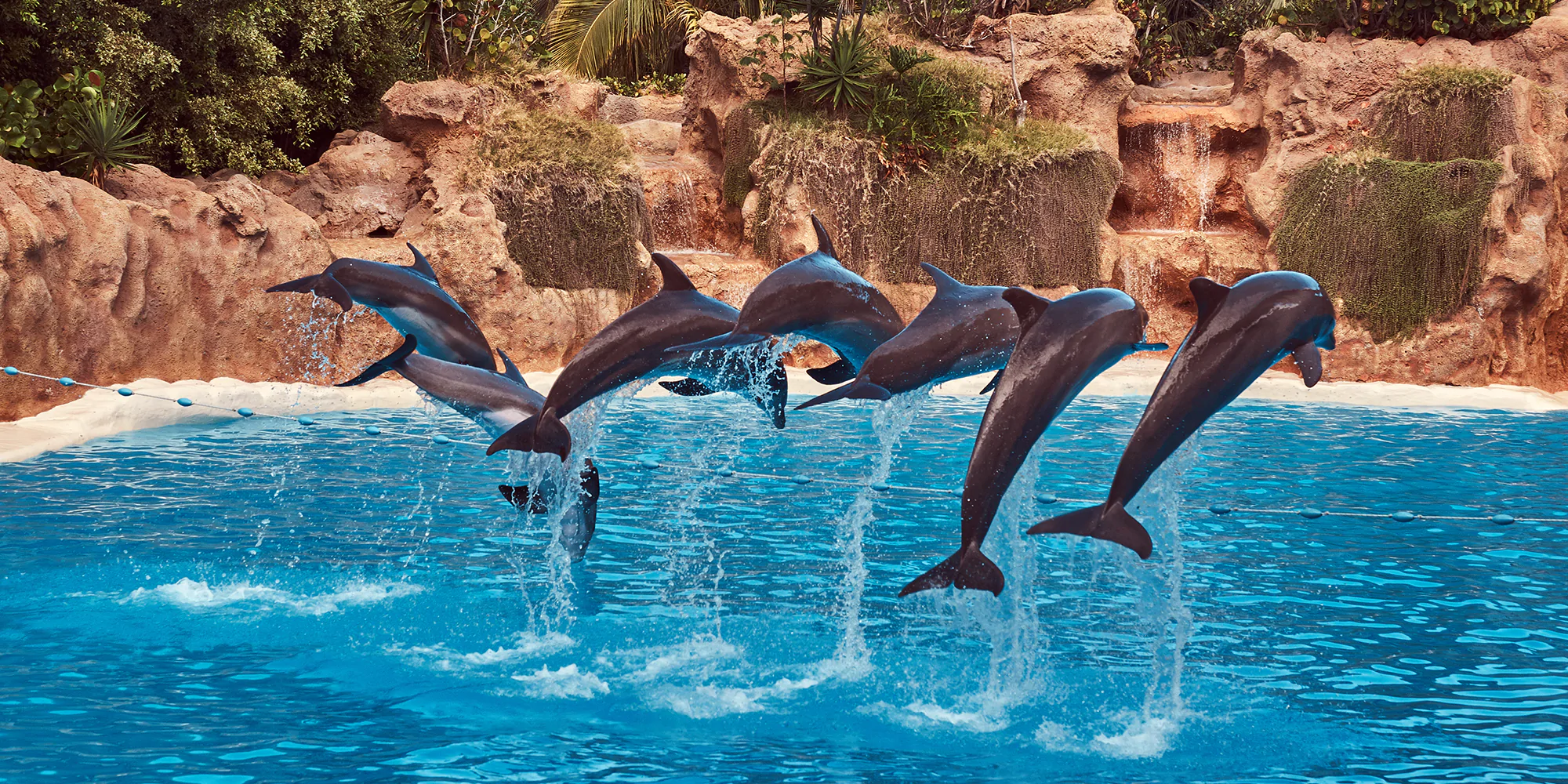  Antalya Dolphin Show