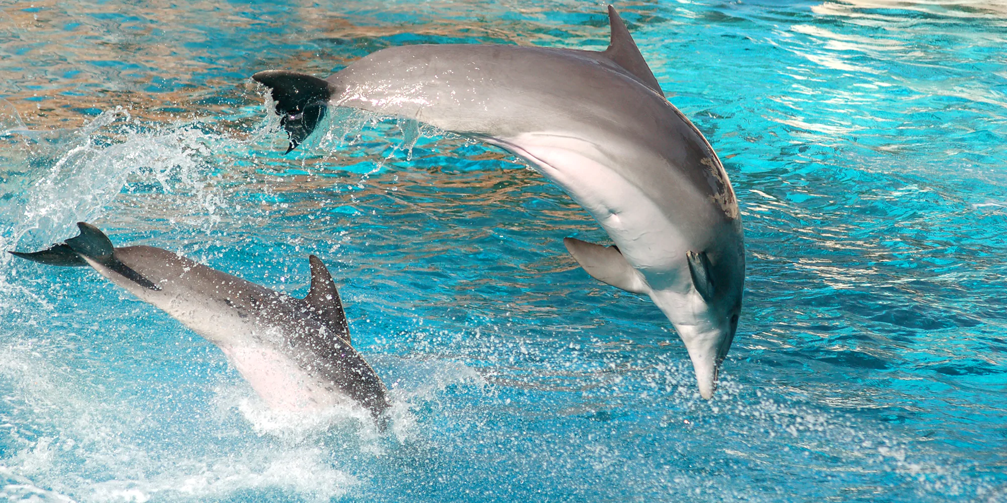  Antalya Dolphin Show